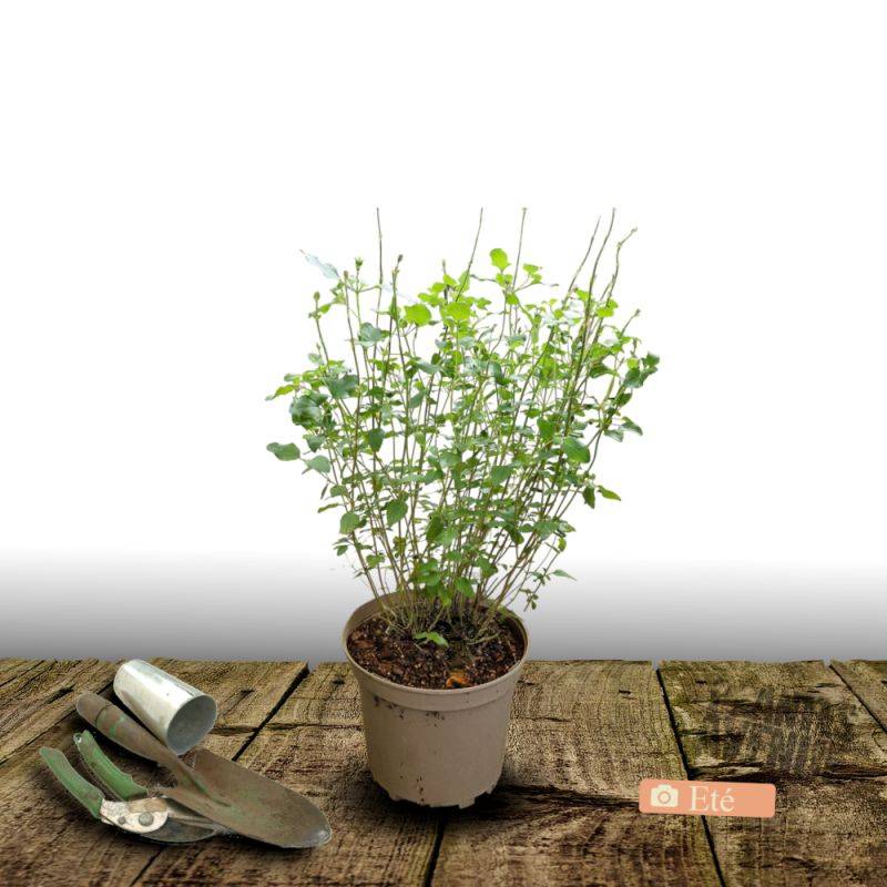 Sauge d'automne Mirage™ Bleu à fleurs Bleue/ - feuillage Caduc - Pot de 3L - 20/40 cm - Imagen 3
