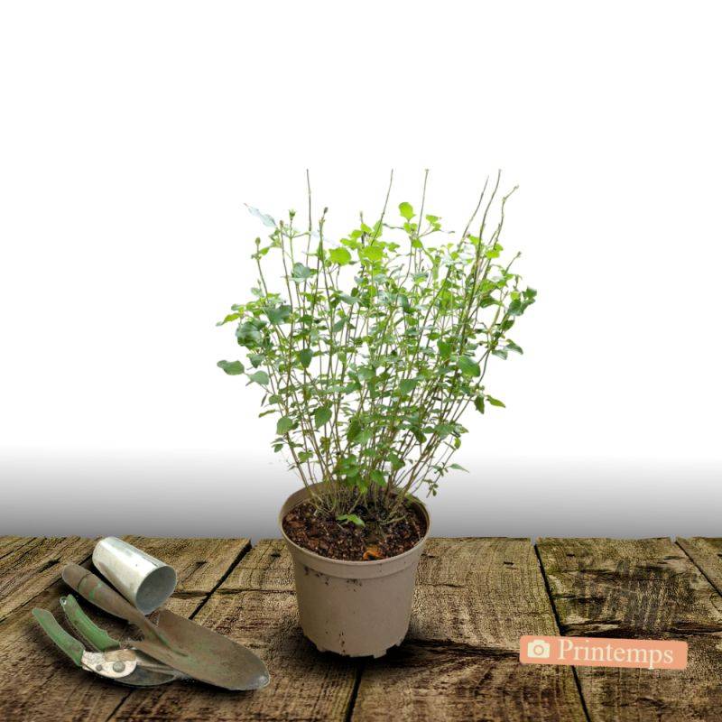 Sauge d'automne Mirage™ Bleu à fleurs Bleue/ - feuillage Caduc - Pot de 3L - 20/40 cm - Imagen 4