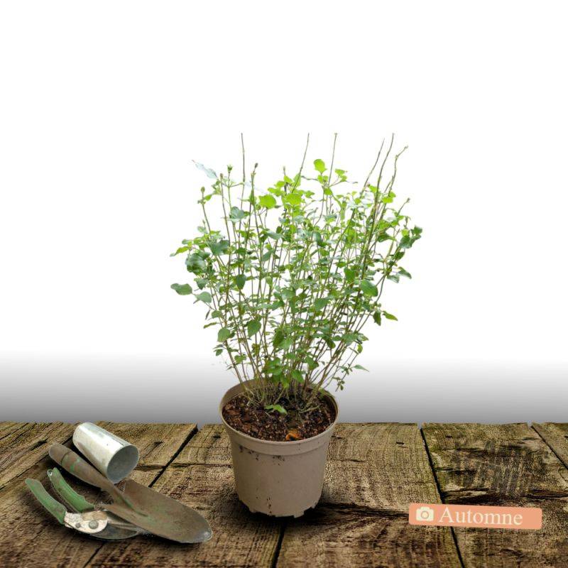 Sauge d'automne Mirage™ Bleu à fleurs Bleue/ - feuillage Caduc - Pot de 3L - 20/40 cm - Imagen 2