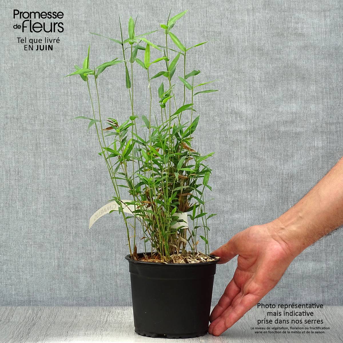 Promesse de Fleurs - Pleioblastus pygmaeus - Bambou nain Pot de 1L/1,5L - Image 2