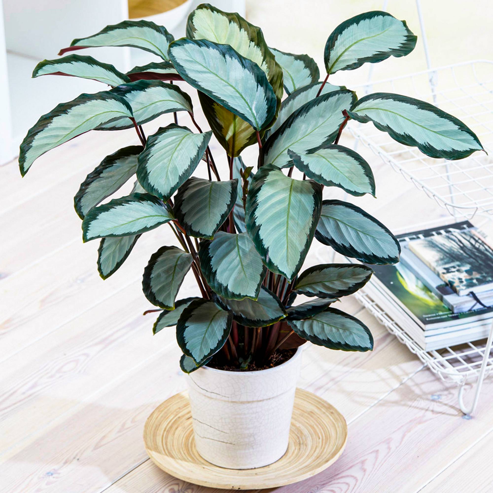 Gardenersdream - 30-40 Cm Calathea Picturata 'Argentea' Plante D'Intérieur Panachée Et Argentée - GardenersDream - Image 1