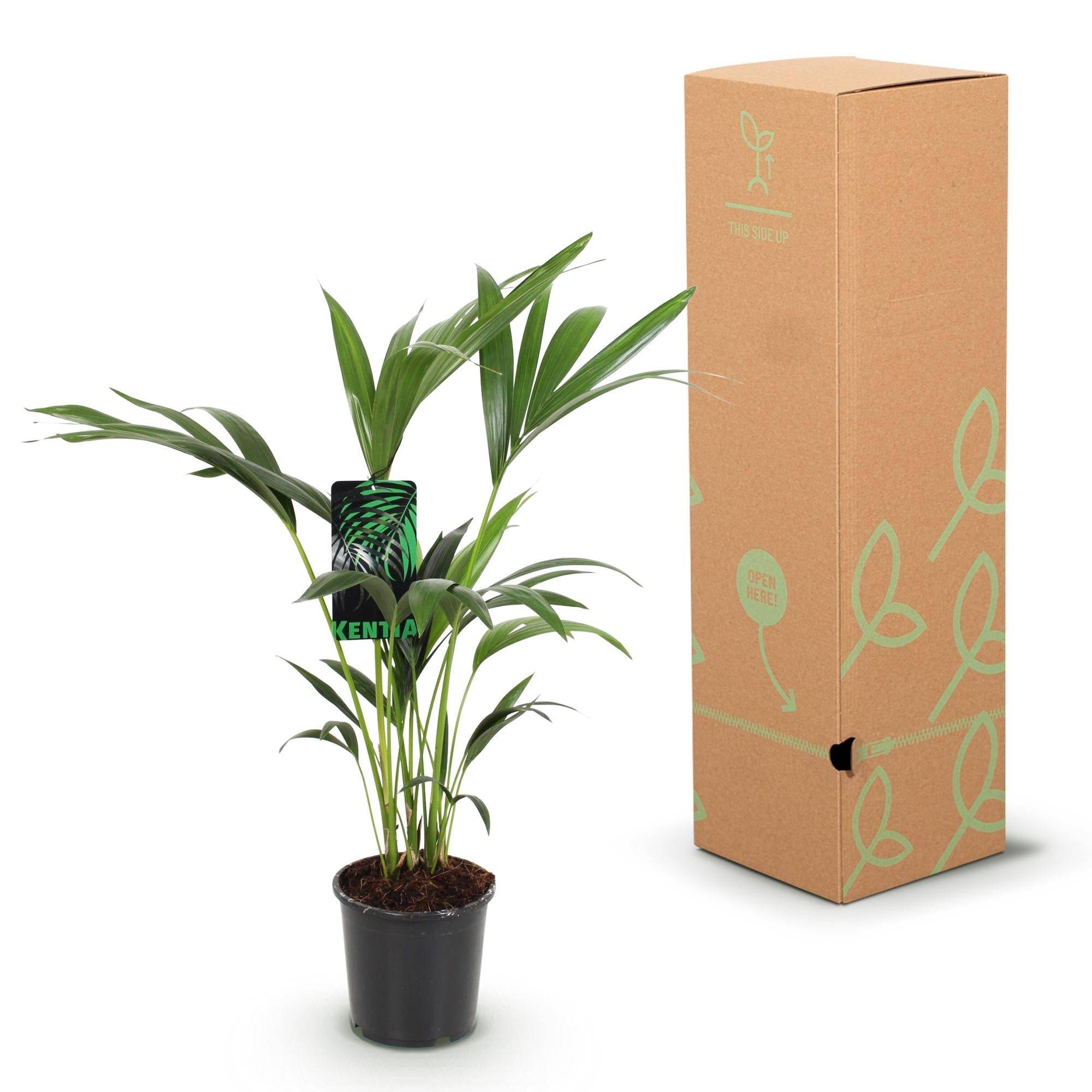 La Green Touch - Palmier Kentia - D17 H75cm - Image 6