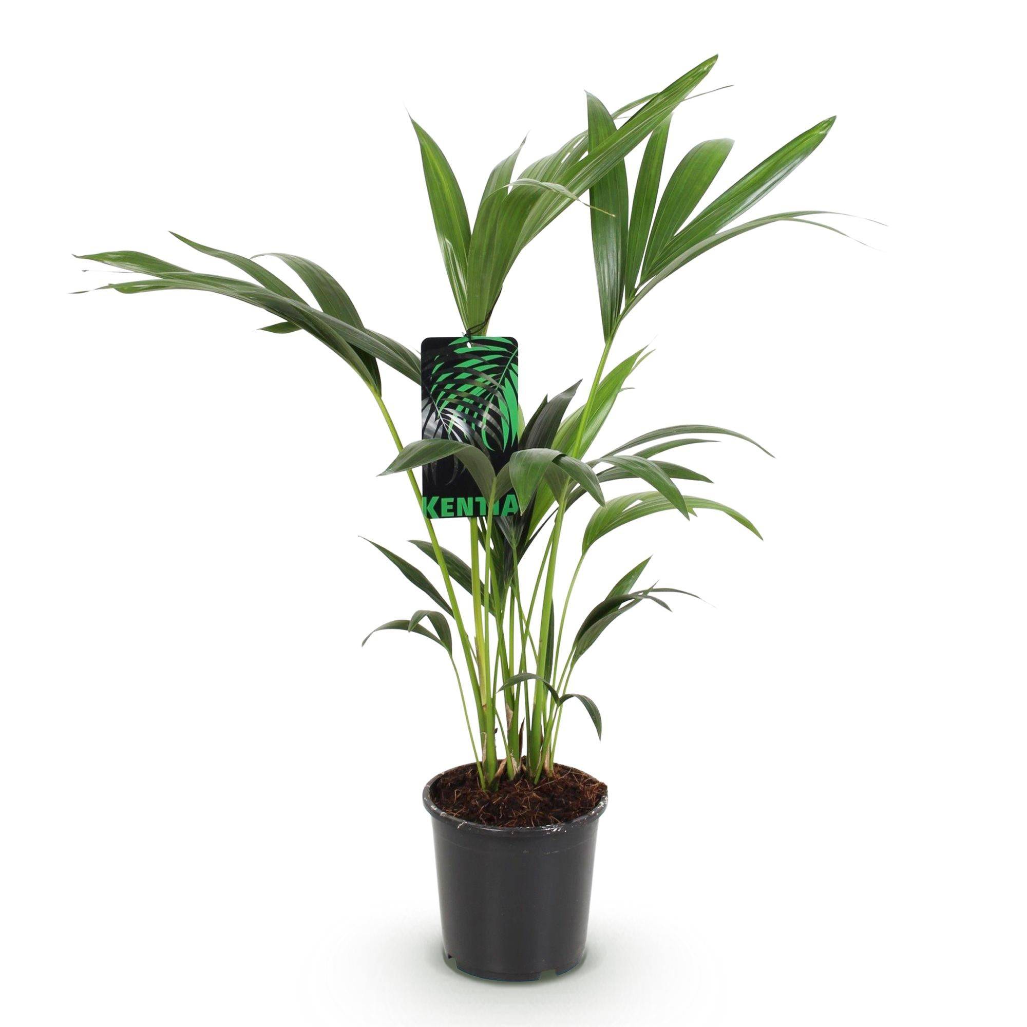 La Green Touch - Palmier Kentia - D17 H75cm - Image 4