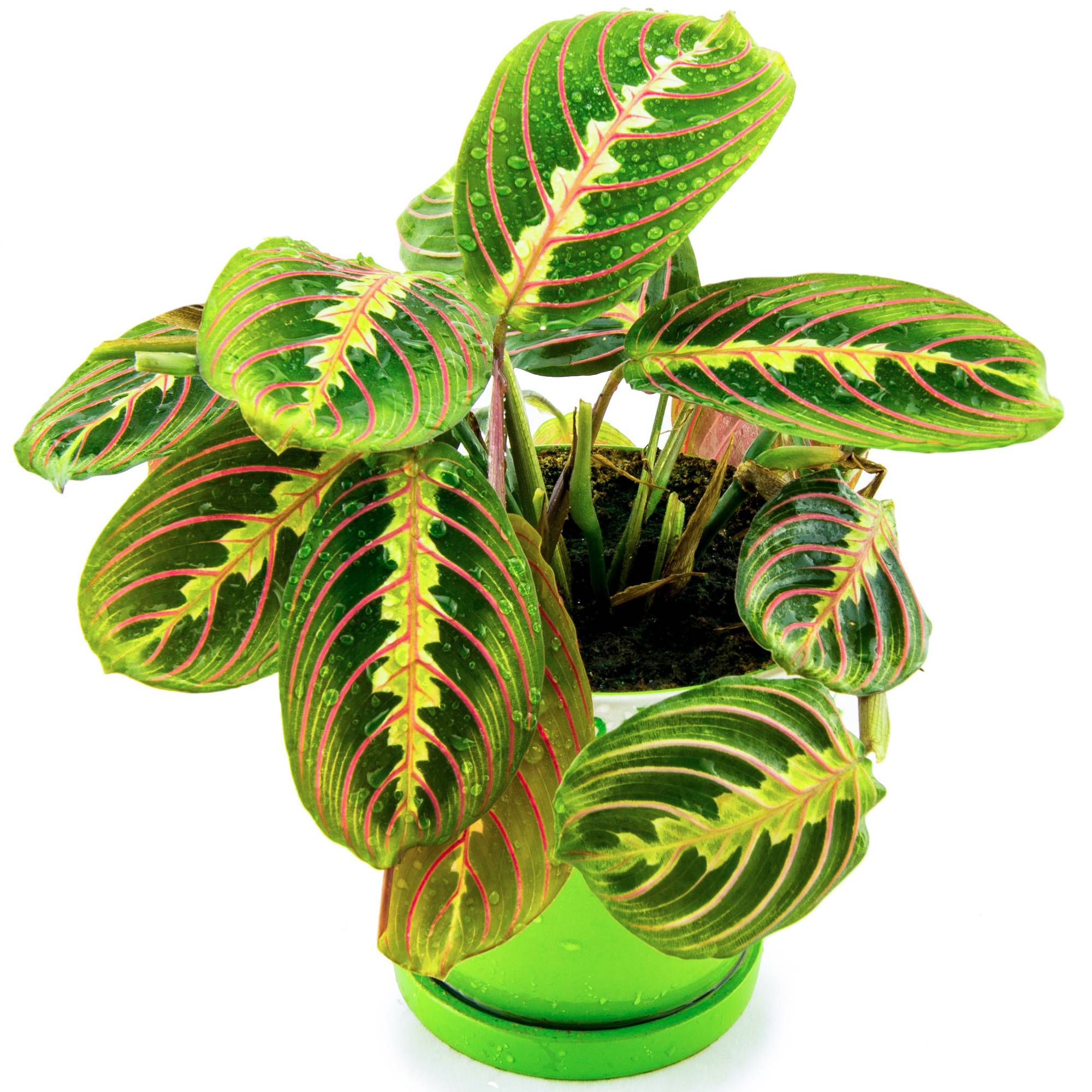 Gardenersdream - Maranta Fascinator Tricolore Panaché | Vente Plante Tropicale En Pot 20-30 Cm  - GardenersDream - Imagen 1