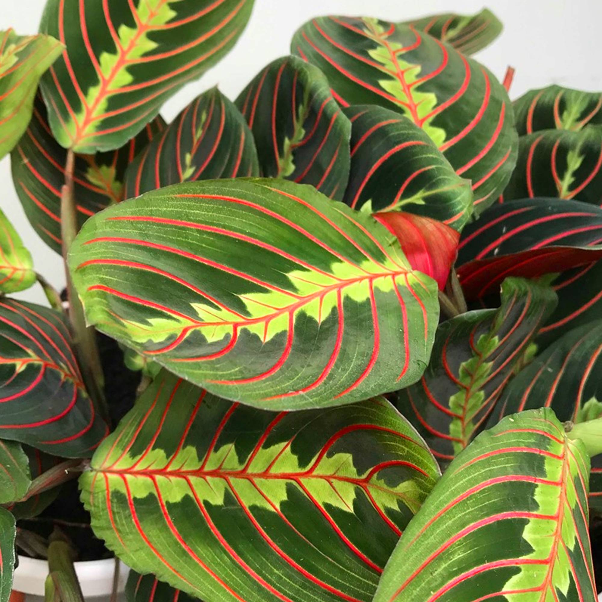 Gardenersdream - Maranta Fascinator Tricolore Panaché | Vente Plante Tropicale En Pot 20-30 Cm  - GardenersDream - Imagen 4