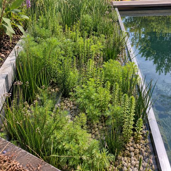 Pack plantes de bassin 'Anti-algues' - 36 plantes - Image 2