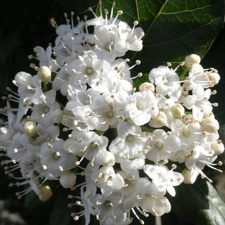 Viorne, Laurier Tin Giganteum, Viburnum à fleurs Rose - feuillage Persistant - Pot de 4L - 40/60 cm- hauteur à maturité De 1,50 m à 2,00 m