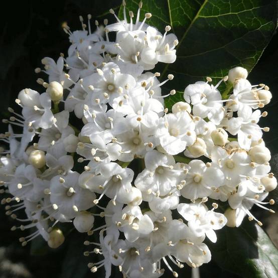 Viorne, Laurier Tin Giganteum, Viburnum à fleurs Blanche - feuillage Persistant - Pot de 4L - 40/60 cm- hauteur à maturité De 1,50 m à 2,00 m - Image 1