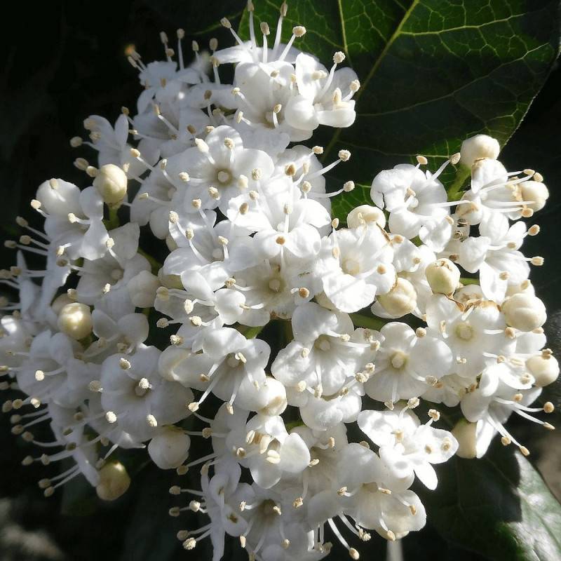 Viorne, Laurier Tin Giganteum, Viburnum à fleurs Rose - feuillage Persistant - Pot de 4L - 40/60 cm-  hauteur à maturité De 1,50 m à 2,00 m