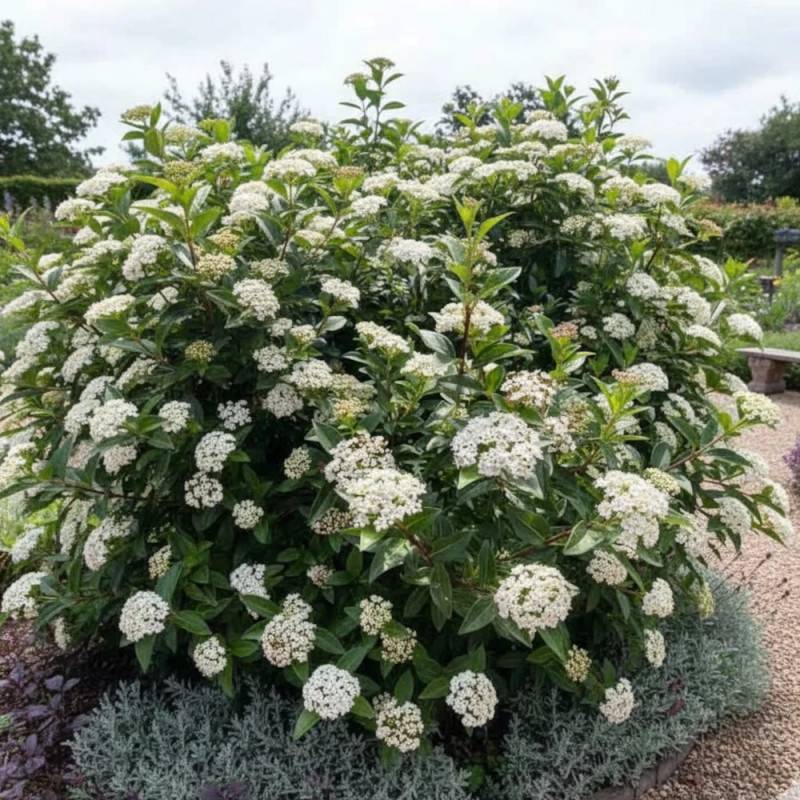 Viorne, Laurier Tin Giganteum, Viburnum à fleurs Blanche - feuillage Persistant - Pot de 4L - 40/60 cm-  hauteur à maturité De 1,50 m à 2,00 m - Image 2