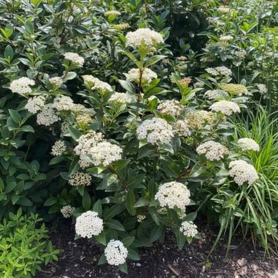 Viorne, Laurier Tin Giganteum, Viburnum à fleurs Blanche - feuillage Persistant - Pot de 4L - 40/60 cm- hauteur à maturité De 1,50 m à 2,00 m - Image 3