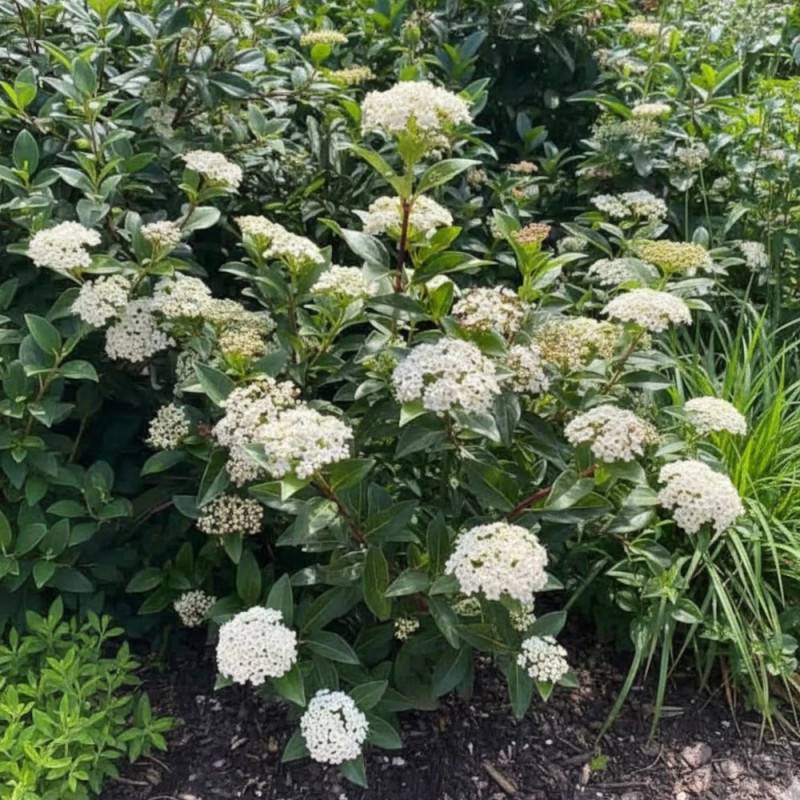 Viorne, Laurier Tin Giganteum, Viburnum à fleurs Blanche - feuillage Persistant - Pot de 4L - 40/60 cm-  hauteur à maturité De 1,50 m à 2,00 m - Image 3