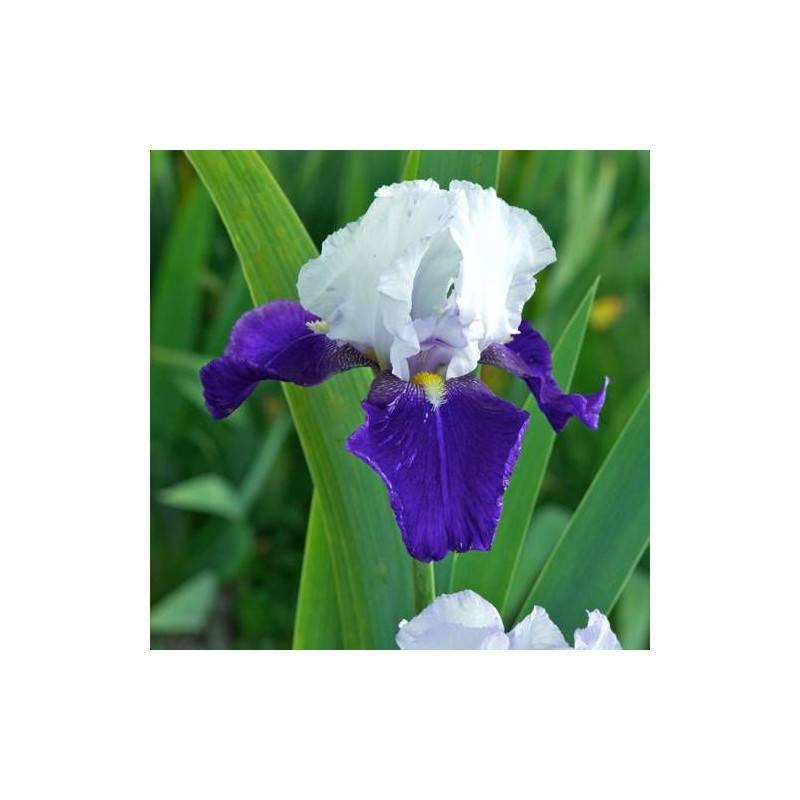 Iris des jardins Night Edition à fleurs Blanche/Bleue - feuillage Caduc - Godet - 5/20 cm - Imagen 1