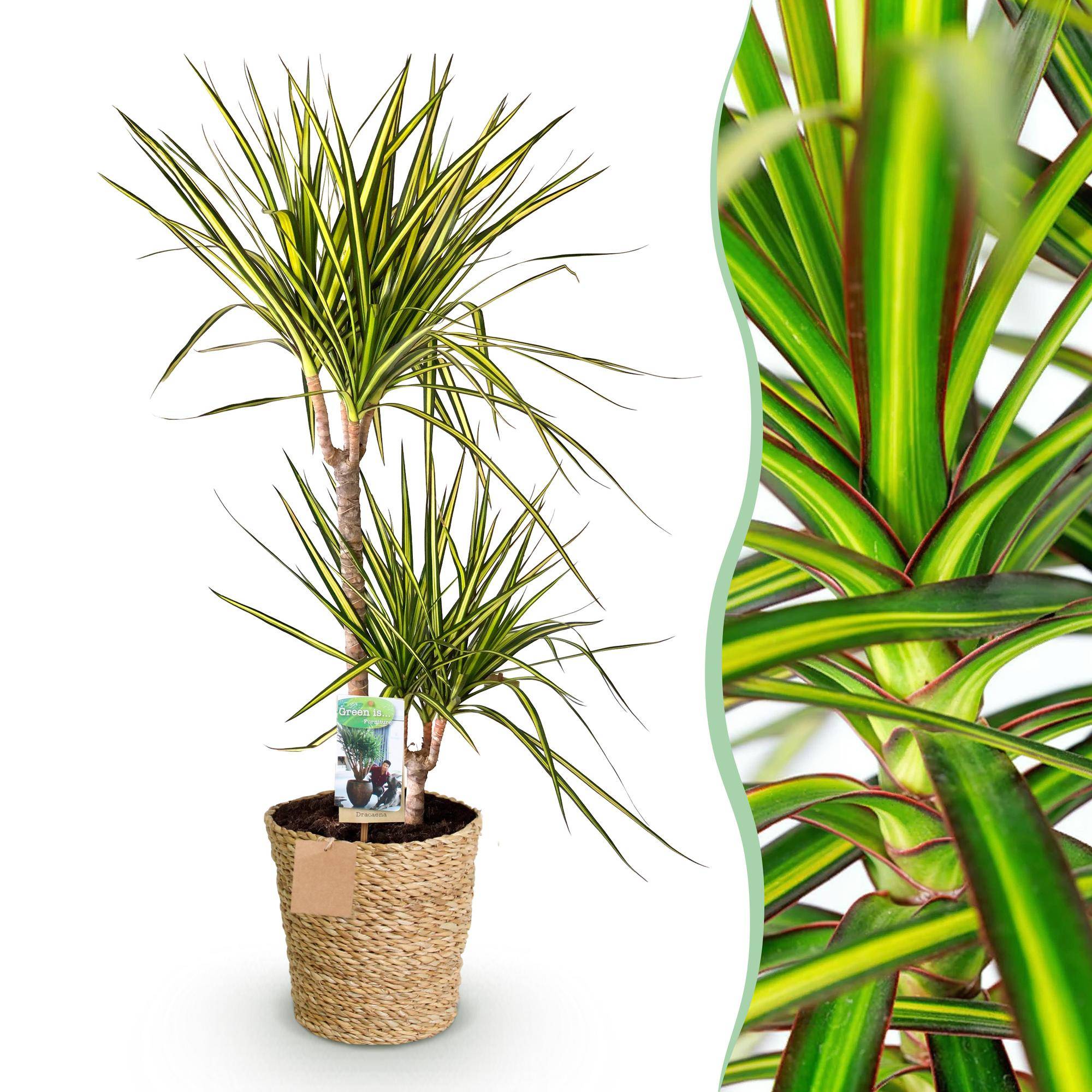 Dracaena Sunray - Pot de 21cm - Panier - Plantes d'intérieur