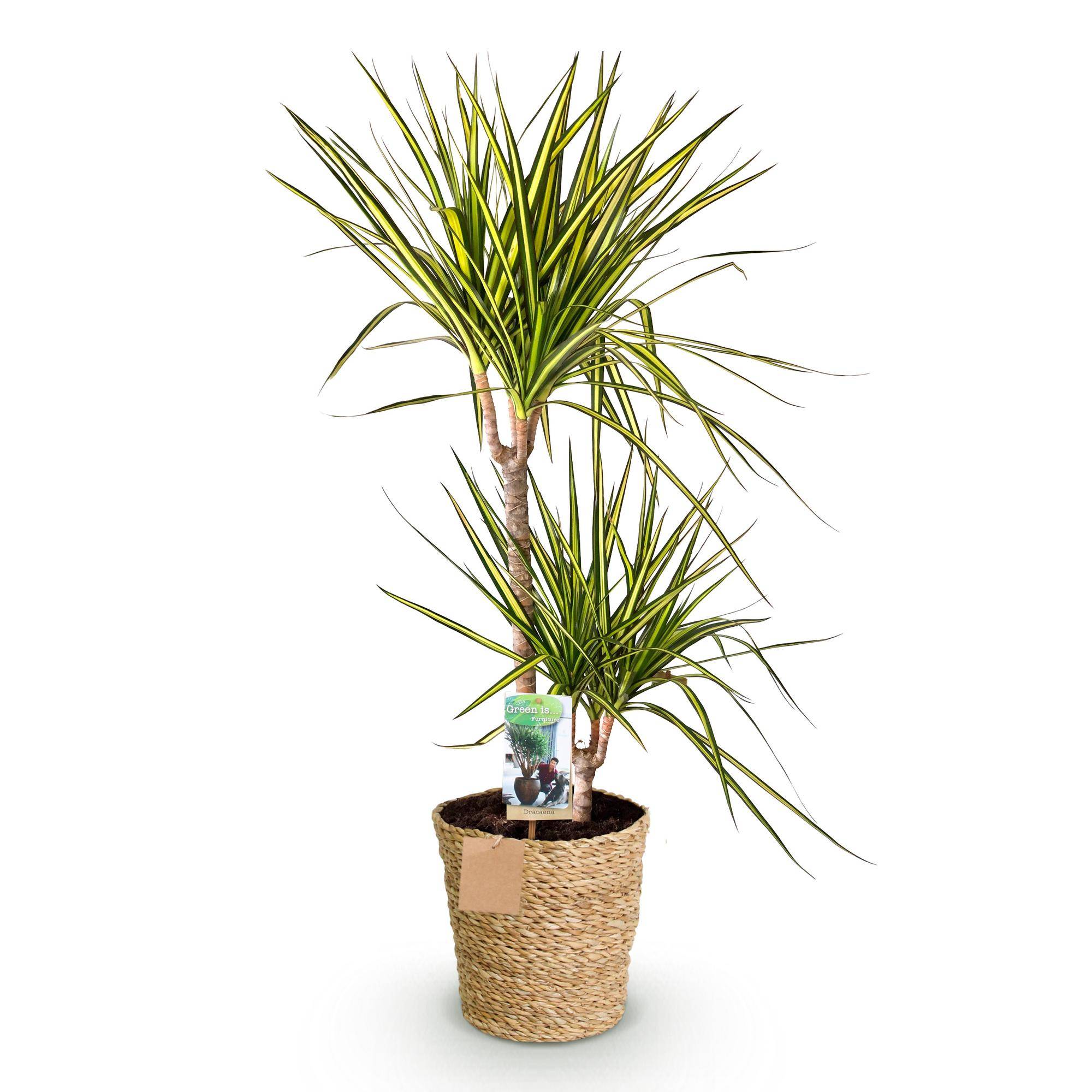 Dracaena Sunray - Pot de 21cm - Panier - Plantes d'intérieur - Image 2