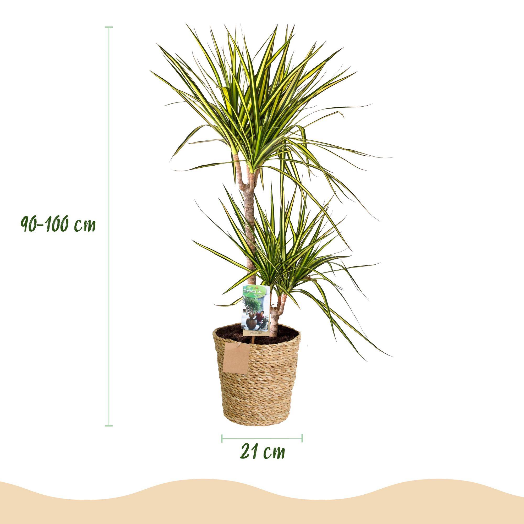 Dracaena Sunray - Pot de 21cm - Panier - Plantes d'intérieur - Image 3