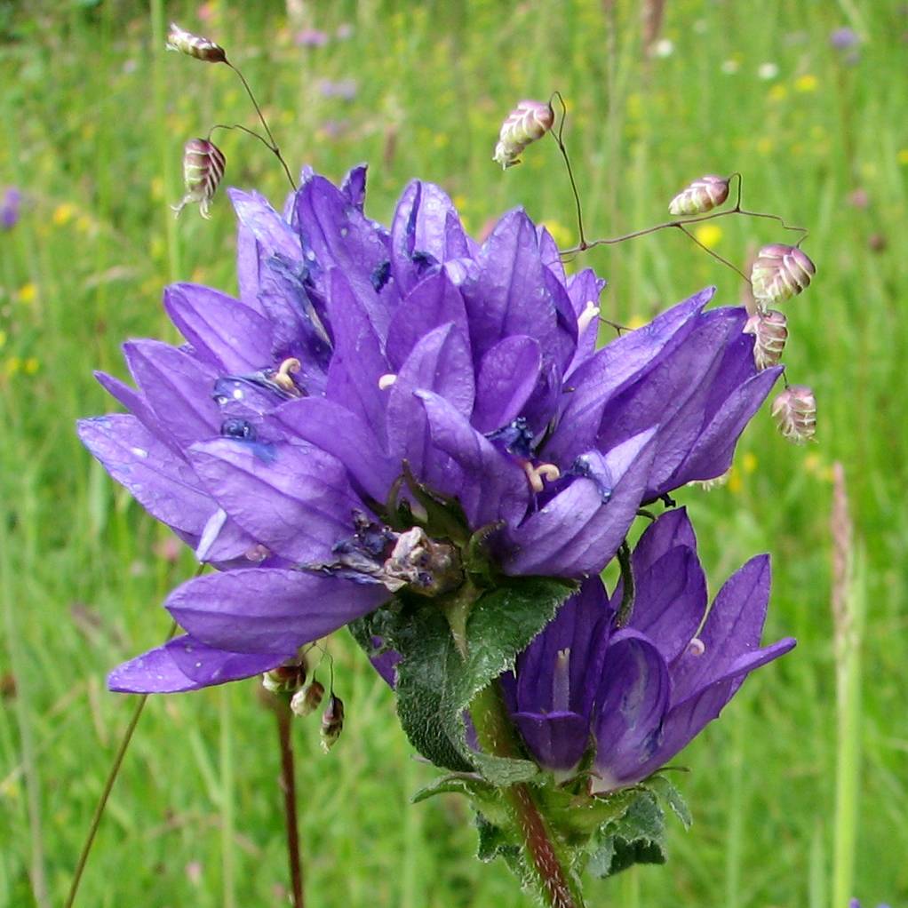 Promesse de Fleurs - Campanule glomerata var. dahurica Godet de 8/9 cm
