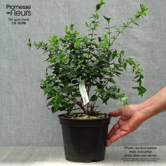 Abelia Raspberry Profusion Pot de 3L/4L - Image 2