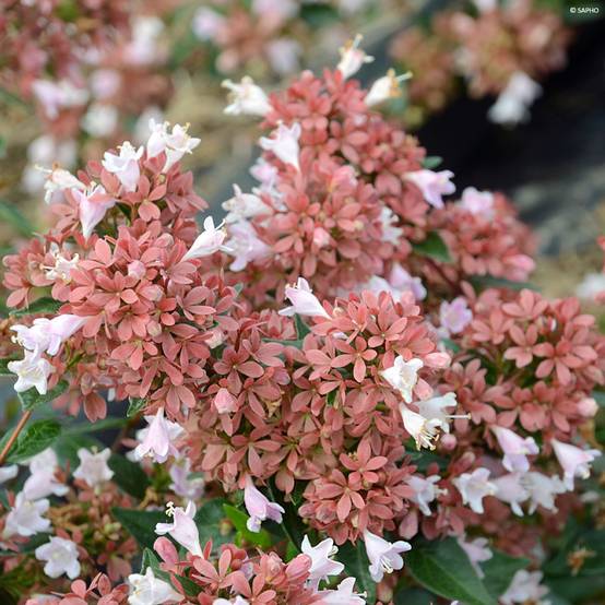 Abelia Raspberry Profusion Pot de 3L/4L - Image 1