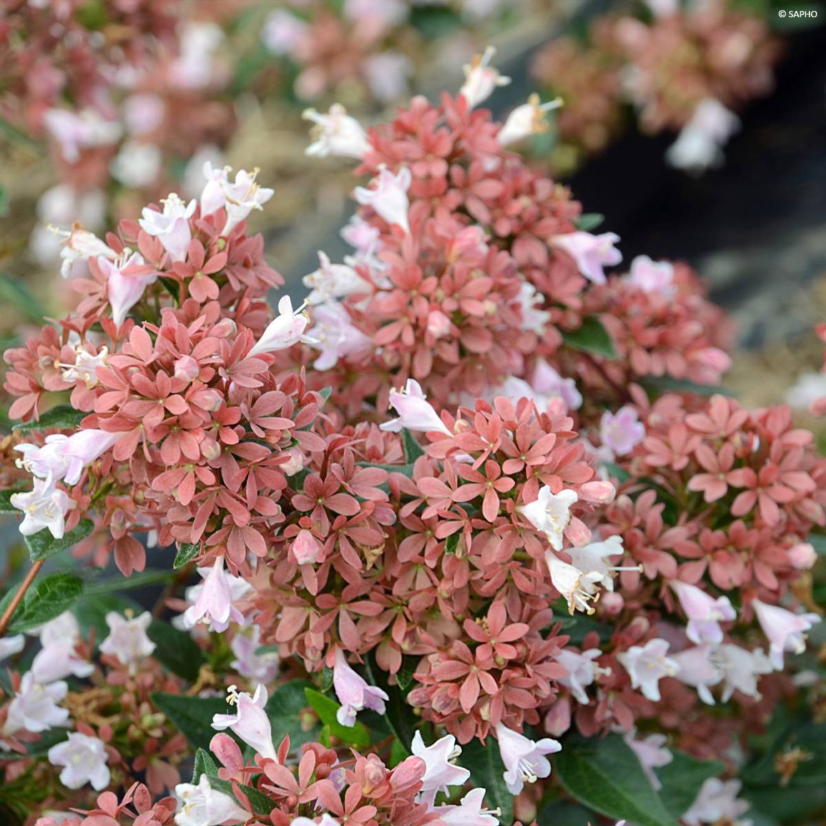 Abelia Raspberry Profusion Pot de 3L/4L - Image 1
