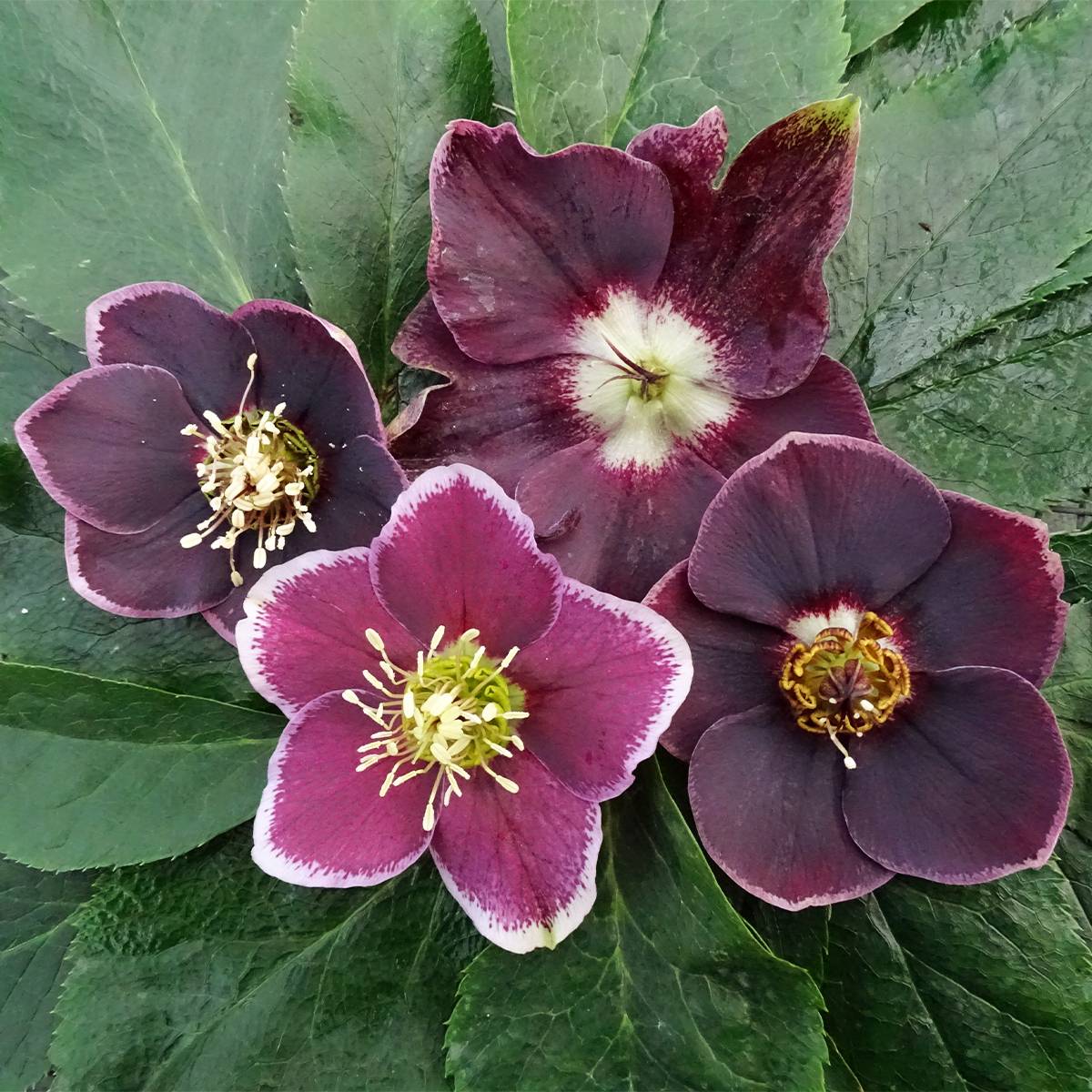 Promesse de Fleurs - Hellébore orientale Magic Aubergine liseré Pot de 2L/3L