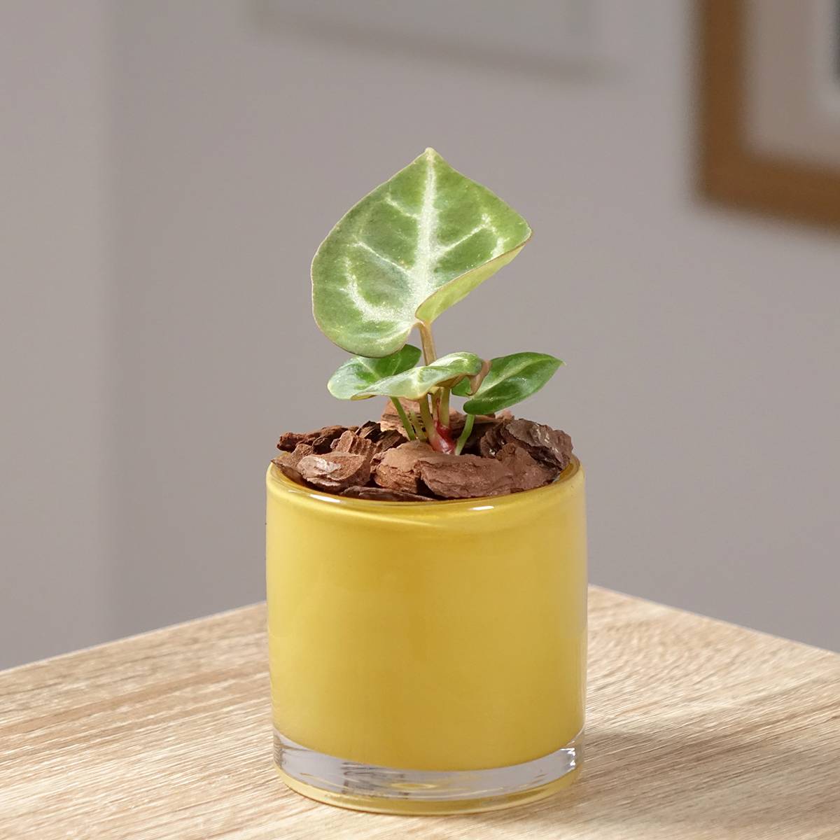 dieffenbachia Dieffenbachia 'Sublime'