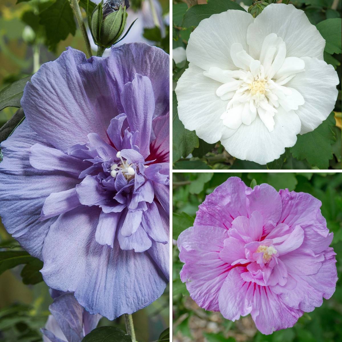 Hibiscus syriacus Three Sisters - Althéa  Pot de 6L/7L