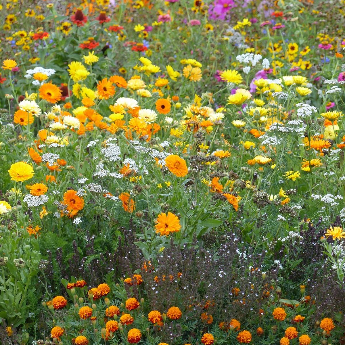 Mélange de fleurs pour limiter les pucerons pour 6 ? 10 m?