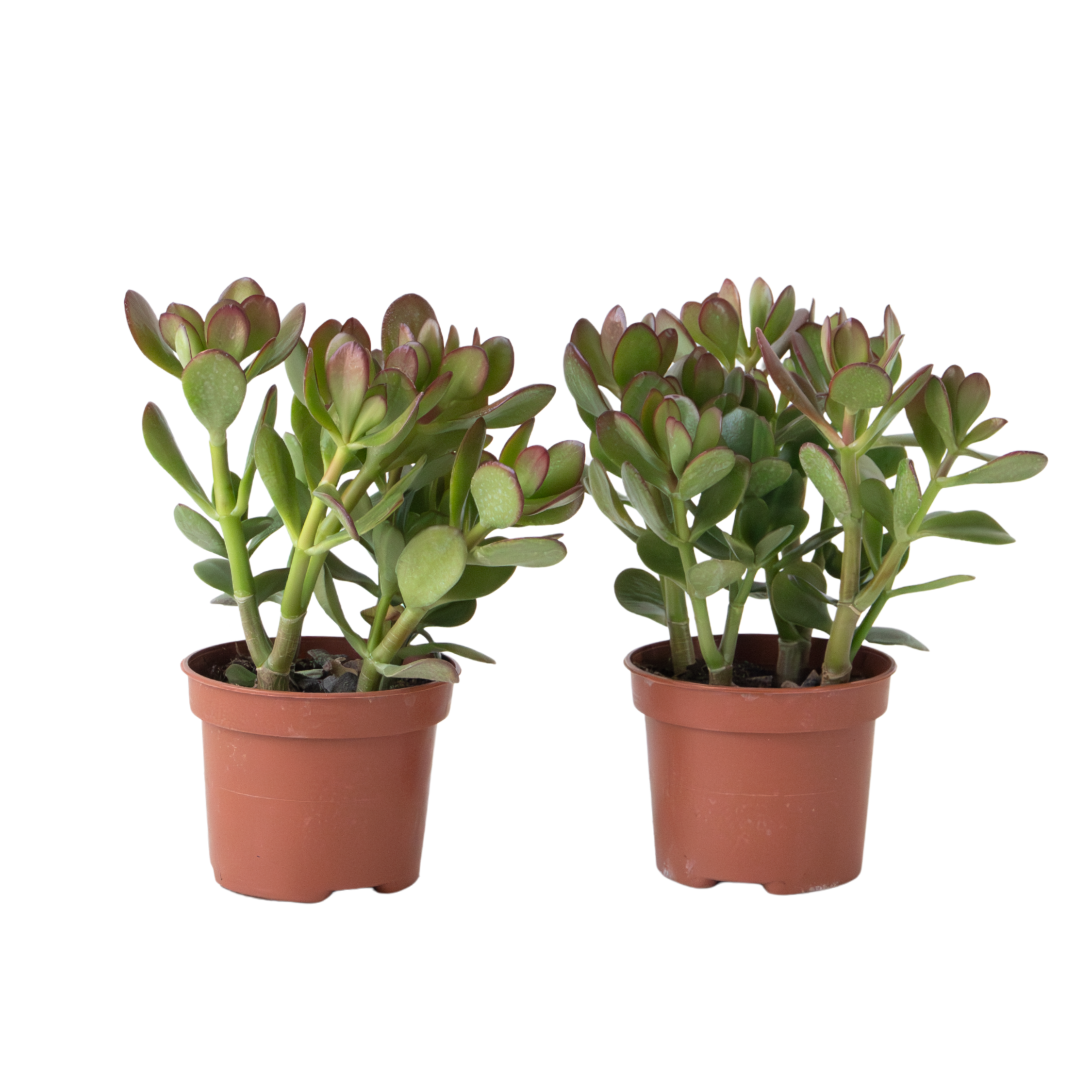 Plant In A Box - Arbre à jade - Lot 2 - Crassula ovata - Hauteur 15-25cm - Pot 12cm - Image 1