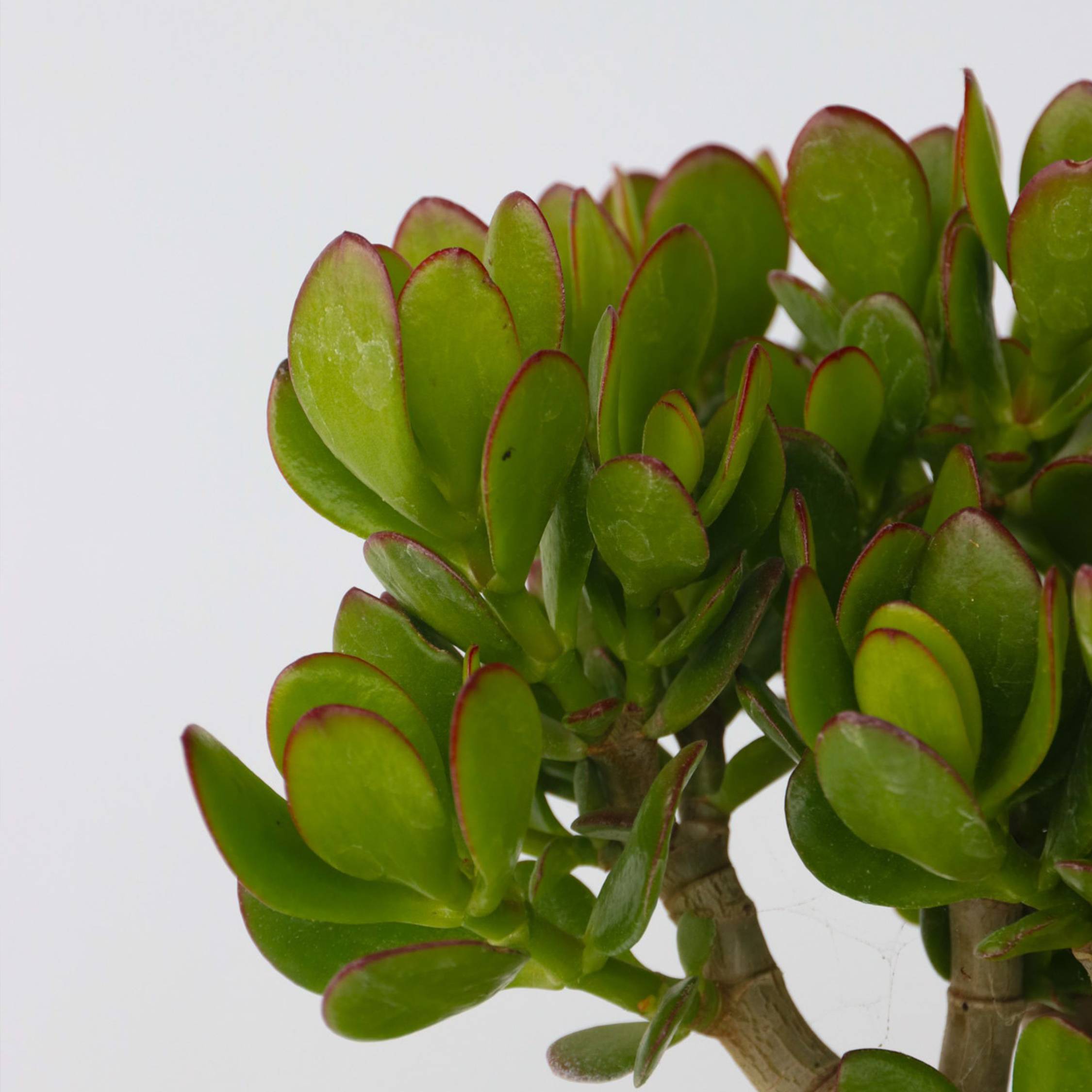Plant In A Box - Arbre à jade - Lot 2 - Crassula ovata - Hauteur 15-25cm - Pot 12cm - Image 4
