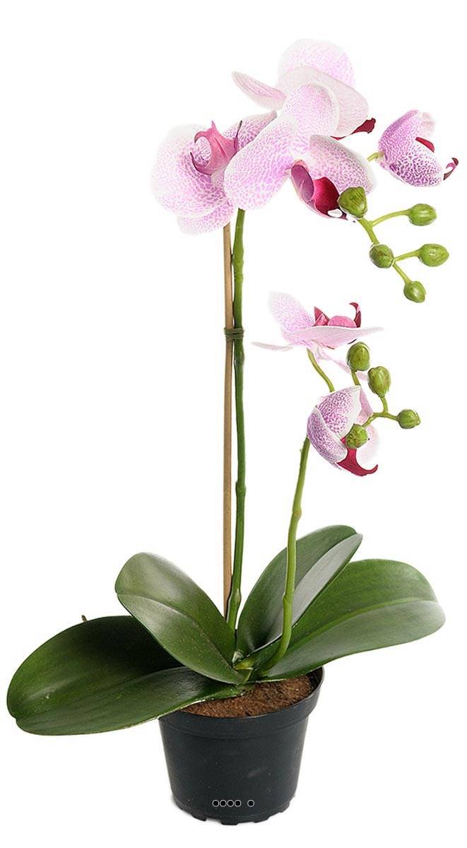 Artificielles - Orchidee artificielle 2 hampes en pot H 40 cm touché réel Rose-crème - couleur: Rose-crème - Imagen 1