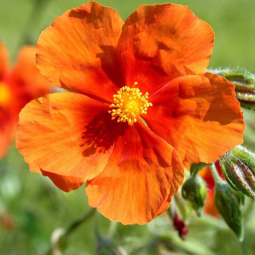 Helianthemum Bronzeteppich - Hélianthème  Godet de 8/9 cm