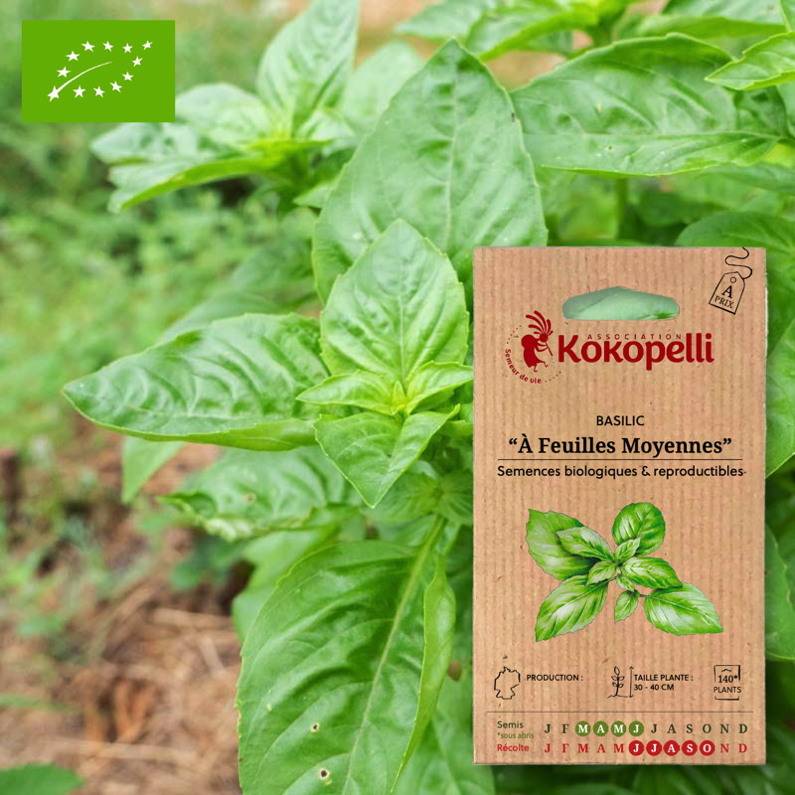 Association Kokopelli - Basilic À Feuilles Moyennes- Graines bio à semer - Image 1