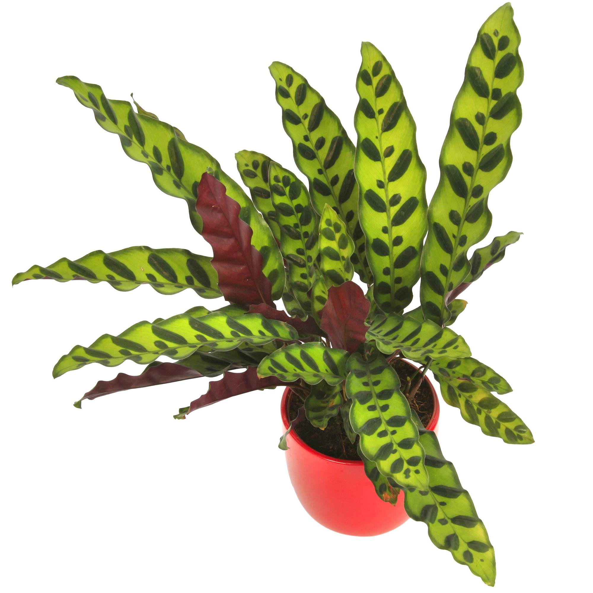 Gardenersdream - Calathea Insignis Ou Calathea Lancifolia Plante Tropicale D'Intérieur De 40 À 50Cm En Pot - GardenersDream - Imagen 1