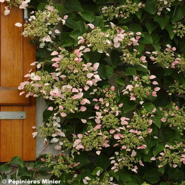 Promesse de Fleurs - Schizophragma hydrangeoides Rose Sensation (Roseum) Pot de 6L/7L