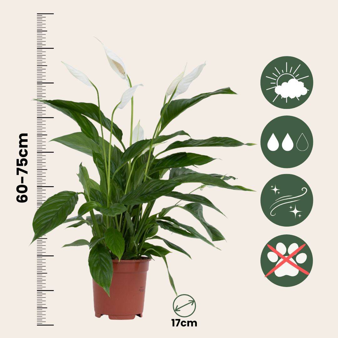 Fleur de lune - Set de 2 - Spathiphyllum 'Lima' - Hauteur 60-75cm - ⌀17cm - Image 6