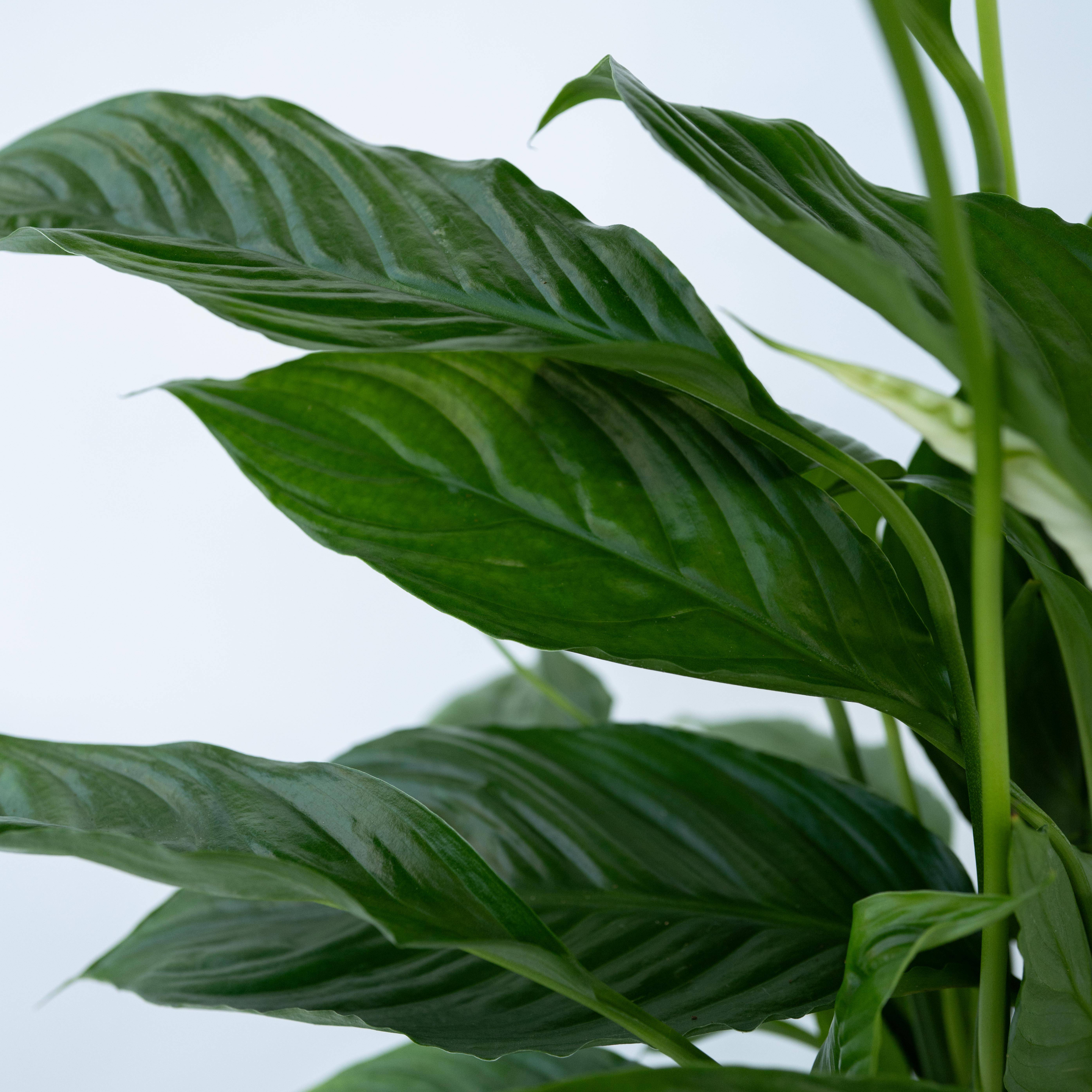 Fleur de lune - Set de 2 - Spathiphyllum 'Lima' - Hauteur 60-75cm - ⌀17cm - Image 5
