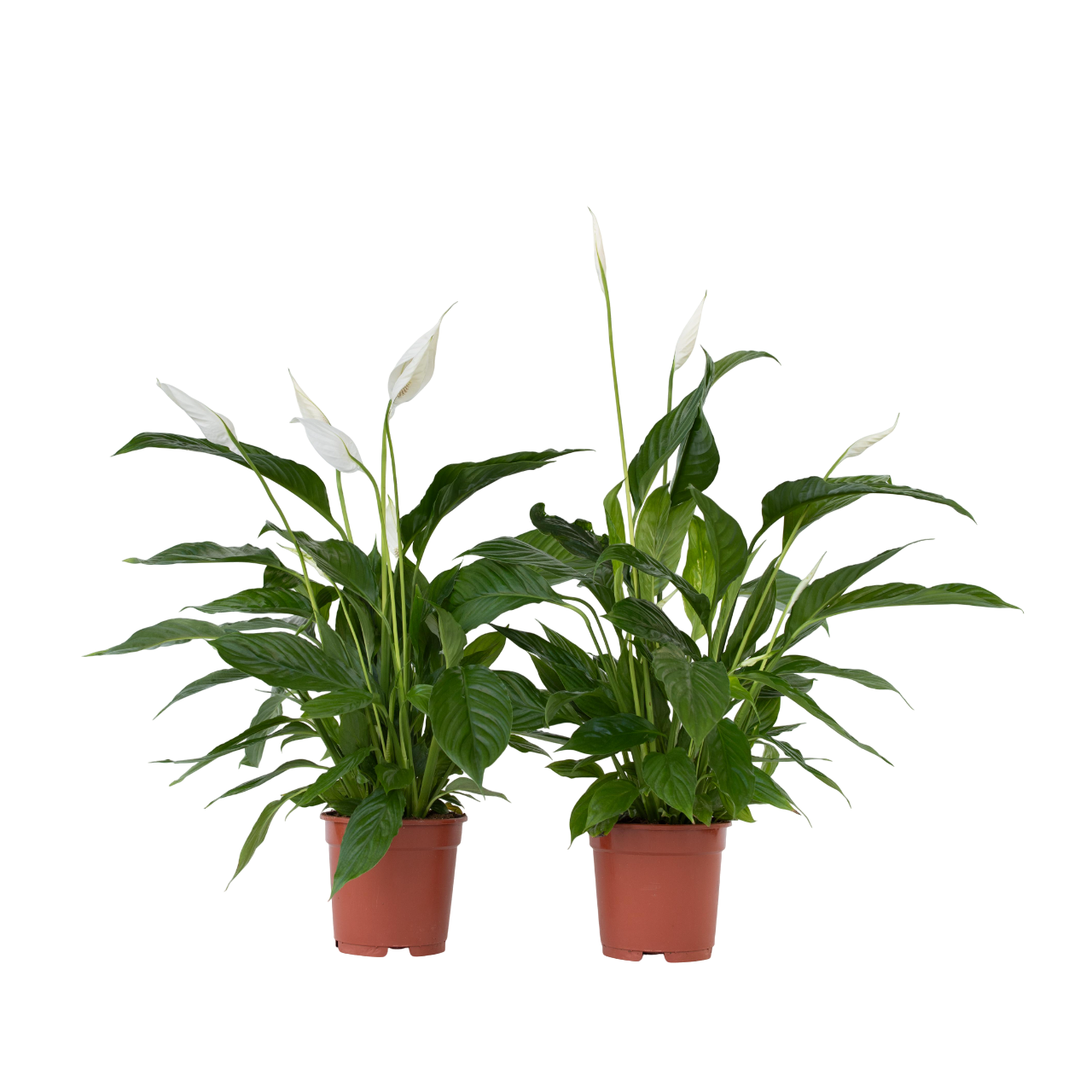 Fleur de lune - Set de 2 - Spathiphyllum 'Lima' - Hauteur 60-75cm - ⌀17cm - Image 1