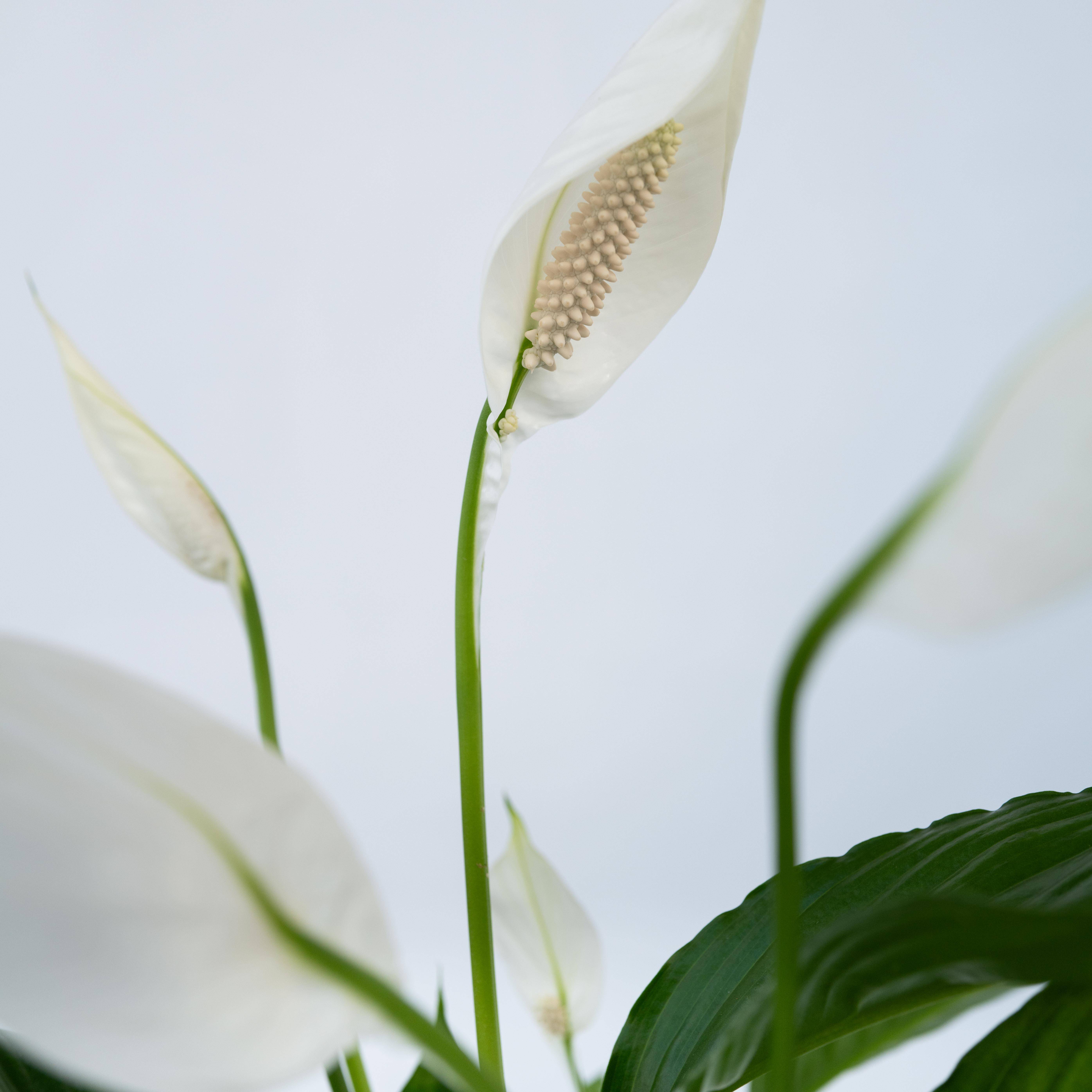 Fleur de lune - Set de 2 - Spathiphyllum 'Lima' - Hauteur 60-75cm - ⌀17cm - Image 4