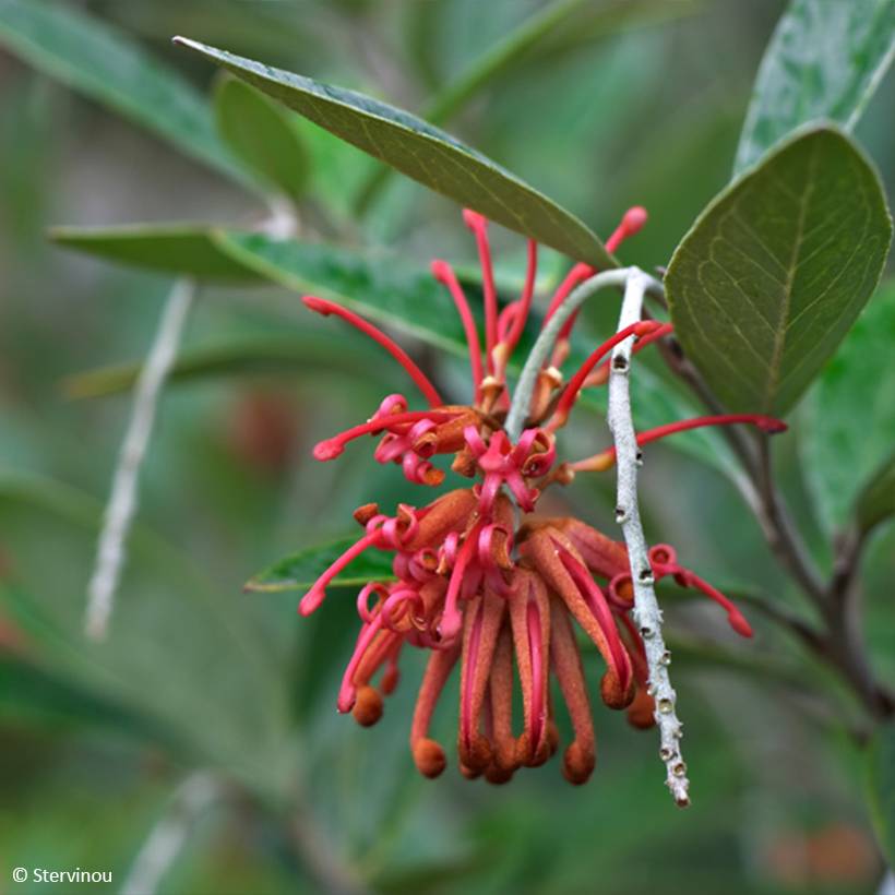 Promesse de Fleurs - Grevillea victoriae Pot de 4L/5L - Image 1