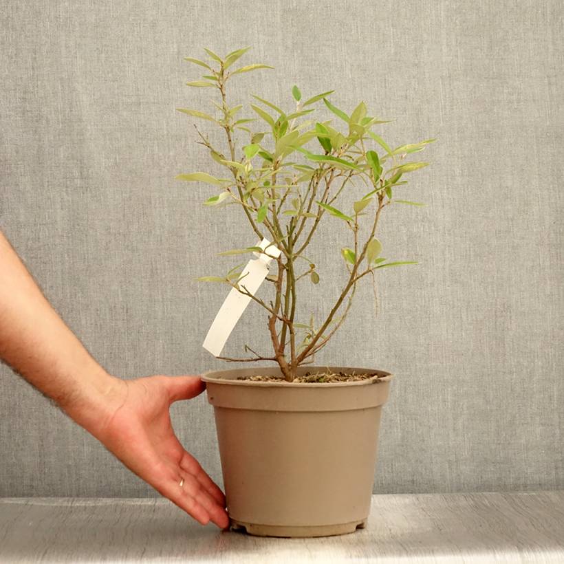 Promesse de Fleurs - Grevillea victoriae Pot de 4L/5L - Image 2