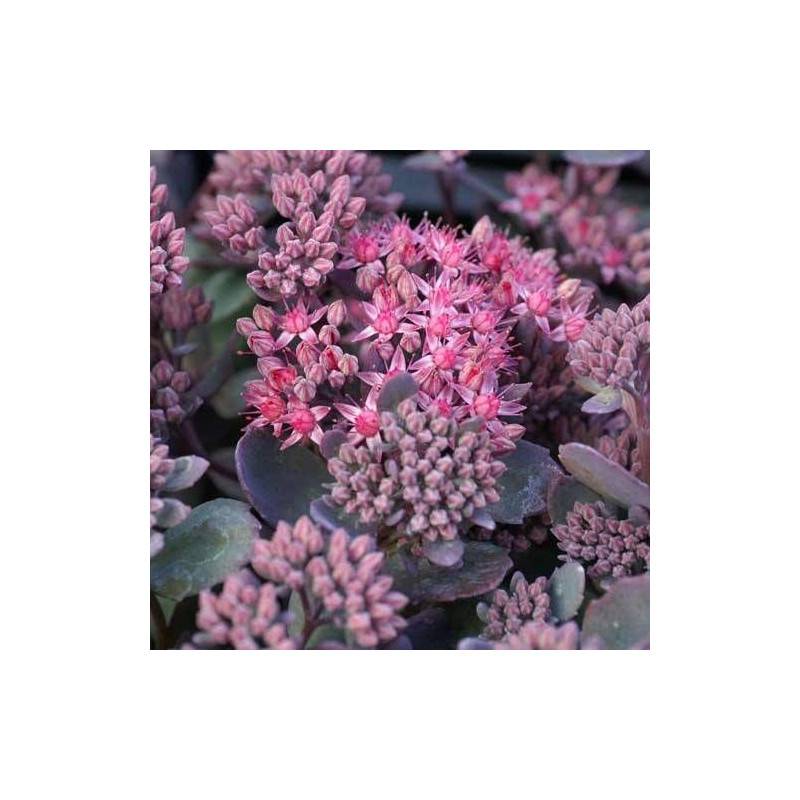 Orpin Red Canyon, Sedum à fleurs Rose/ - feuillage Caduc - Godet - 5/20 cm - Imagen 2