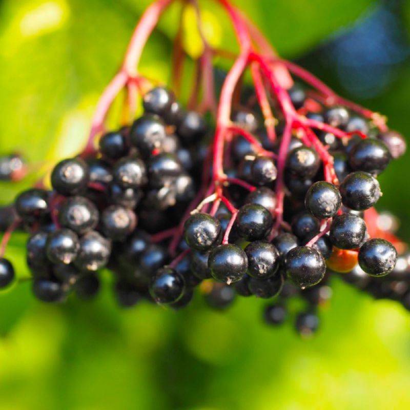 Sureau Noir (Sambucus Nigra) - Godet - Taille 13/25cm - Pépinières Naudet