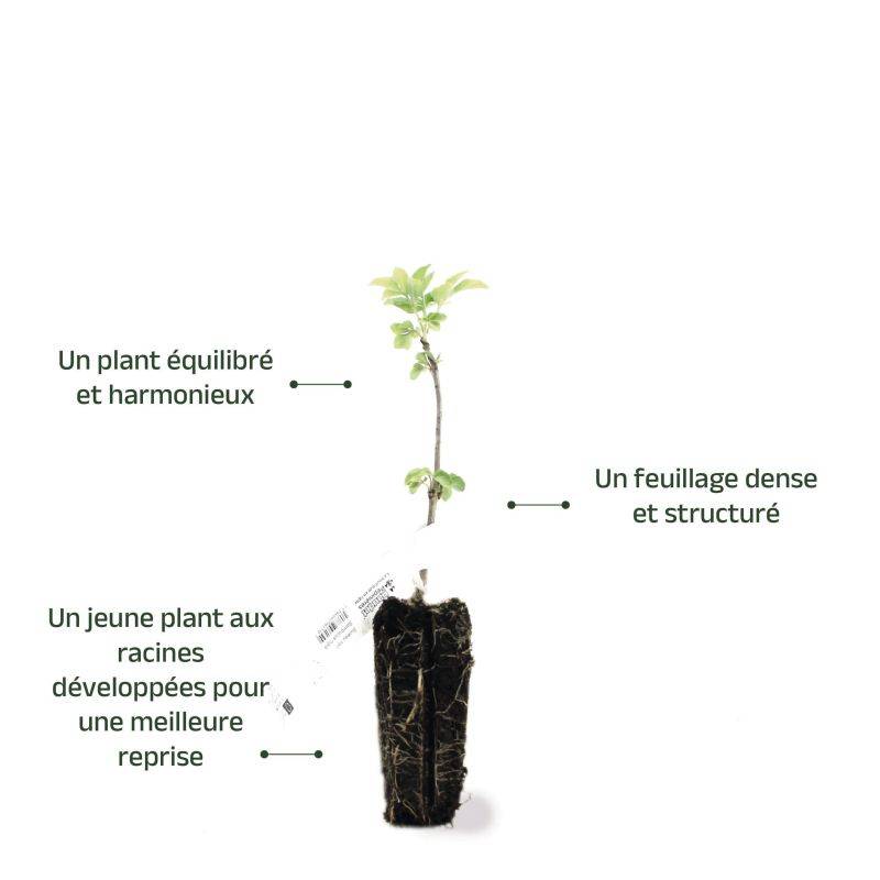 Sureau Noir (Sambucus Nigra) - Godet - Taille 13/25cm - Pépinières Naudet - Image 3