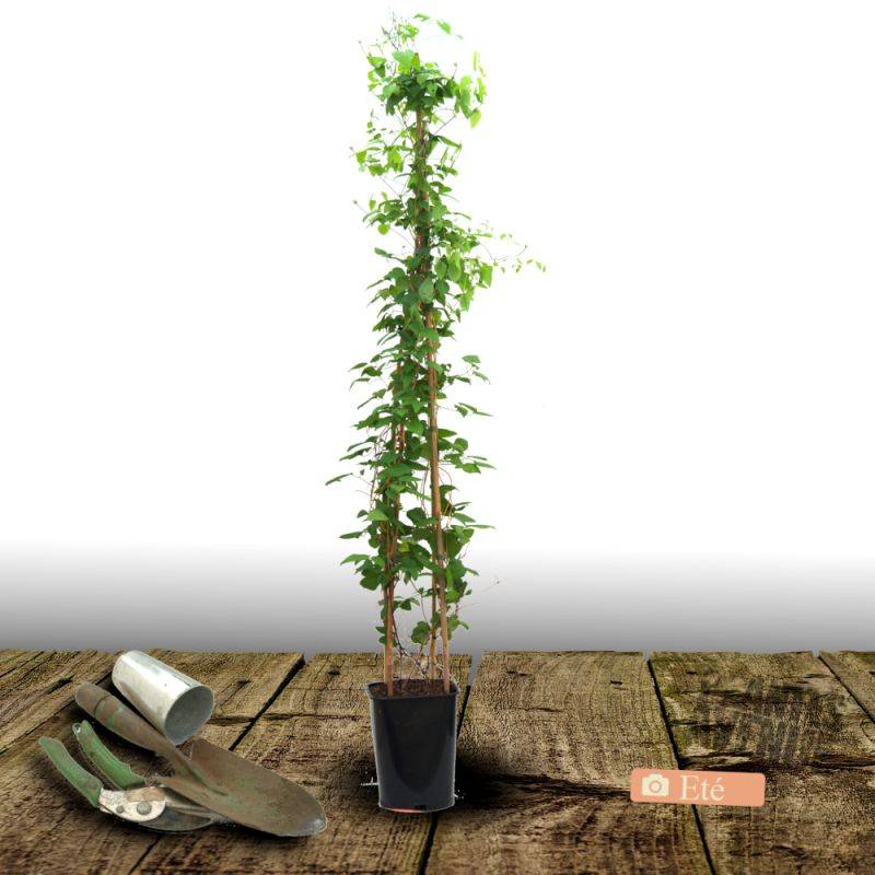Clématite Sarah Elisabeth™ 'Evipo098' à fleurs Rose - feuillage Caduc - Pot de 2,5L - Echelle bambou 30/60 cm-  hauteur à maturité De 1,00 m à 1,50 m - Imagen 6