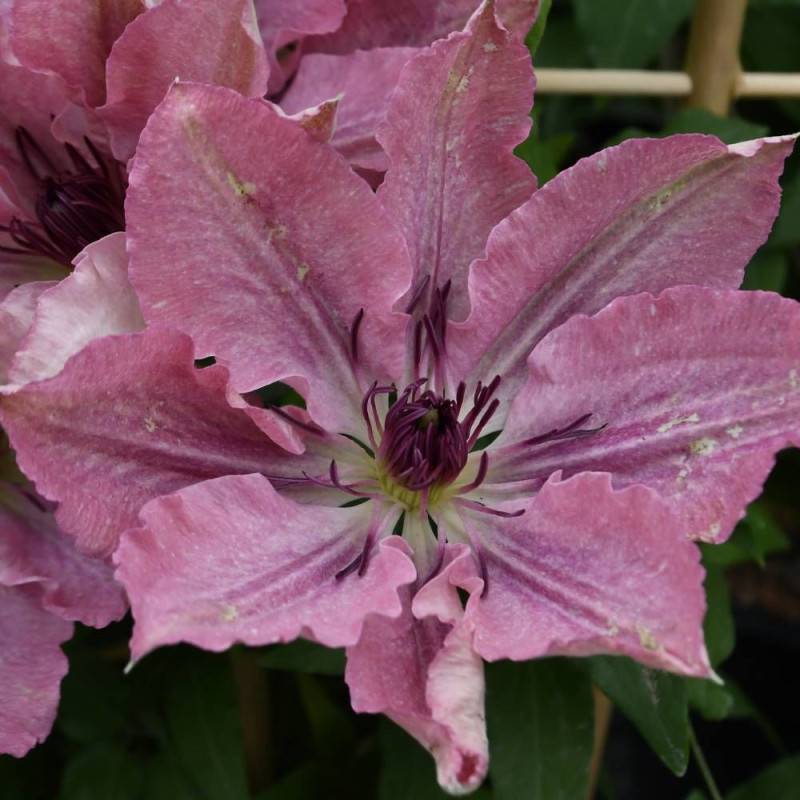 Clématite Sarah Elisabeth™ 'Evipo098' à fleurs Rose - feuillage Caduc - Pot de 2,5L - Echelle bambou 30/60 cm-  hauteur à maturité De 1,00 m à 1,50 m - Imagen 3