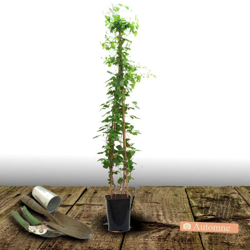 Clématite Sarah Elisabeth™ 'Evipo098' à fleurs Rose - feuillage Caduc - Pot de 2,5L - Echelle bambou 30/60 cm-  hauteur à maturité De 1,00 m à 1,50 m - Imagen 5