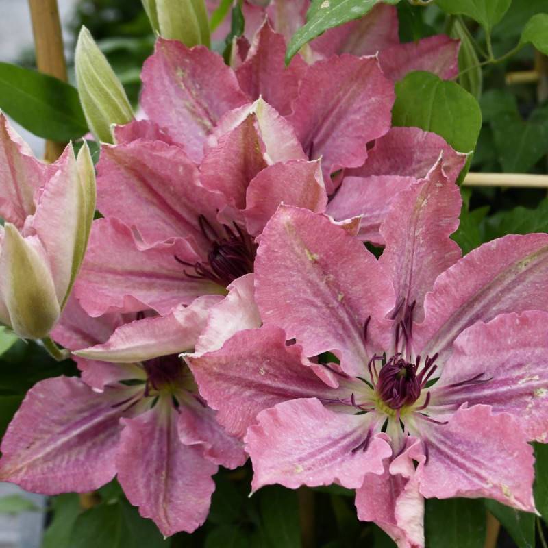 Clématite Sarah Elisabeth™ 'Evipo098' à fleurs Rose - feuillage Caduc - Pot de 2,5L - Echelle bambou 30/60 cm-  hauteur à maturité De 1,00 m à 1,50 m - Imagen 2