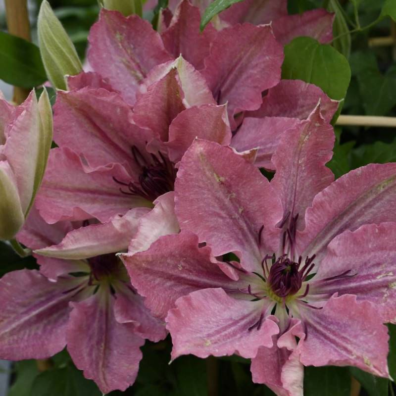 Clématite Sarah Elisabeth™ 'Evipo098' à fleurs Rose - feuillage Caduc - Pot de 2,5L - Echelle bambou 30/60 cm-  hauteur à maturité De 1,00 m à 1,50 m - Imagen 4