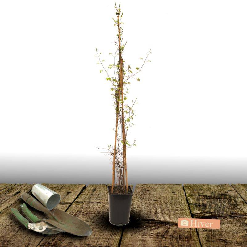 Clématite Sarah Elisabeth™ 'Evipo098' à fleurs Rose - feuillage Caduc - Pot de 2,5L - Echelle bambou 30/60 cm-  hauteur à maturité De 1,00 m à 1,50 m - Imagen 7